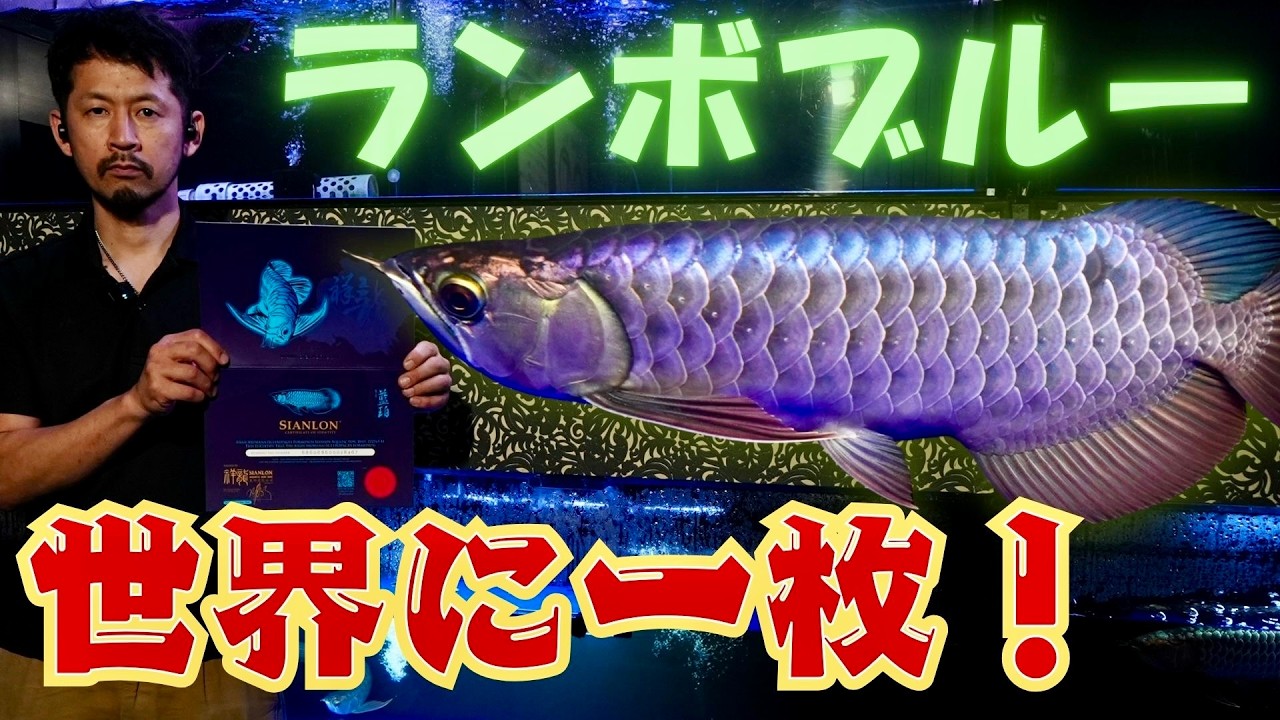 アロワナキング さま専用 最高峰]マニアを衝動させる超絶ハイクオリティ⚡️アロワナ専門店