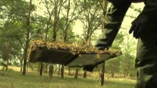Amazing Bees - The incredible flying laptop