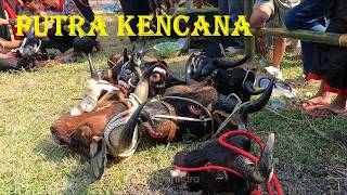 Putra Kencana Bantengan in a full trance state and going wild