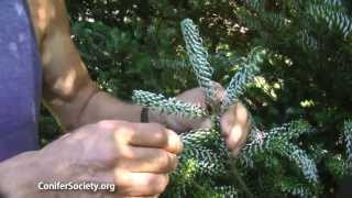 Korean Fir - Abies koreana 'Horstmann Silberlocke' American Conifer Society