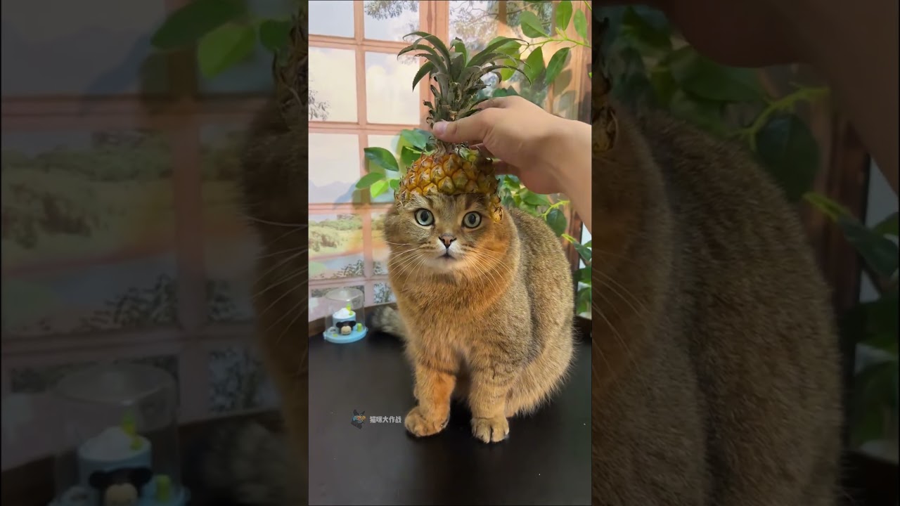 This Cat's Talent Left Me SPEECHLESS! 😱🤯 