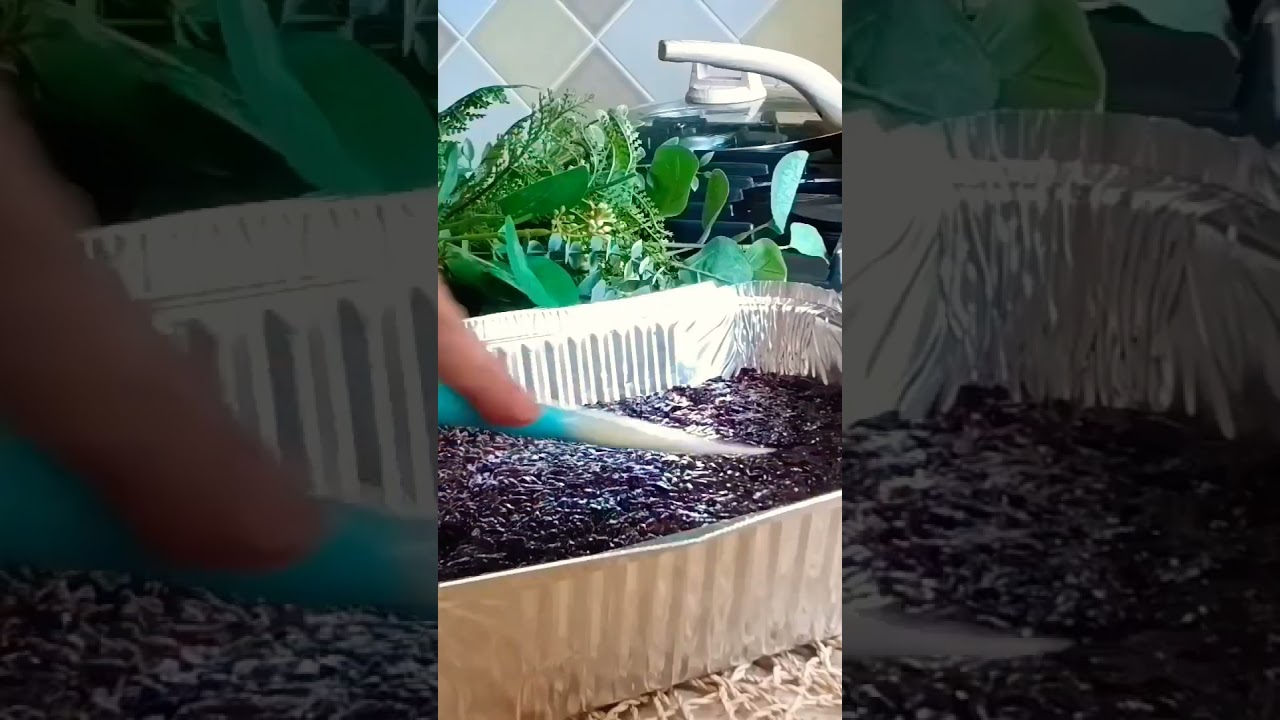 BIko or Glutinous Rice Cake with Coffee Custard Toppings 