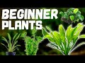 Top 10 Easy Beginner Aquarium Plants