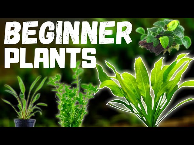 Top 10 Easy Plants for Your Freshwater Planted Aquarium - Bulk Reef Supply