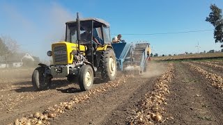 Zbiór cebuli URSUS c-330,MF-255,bolko,JOHN DEERE3350