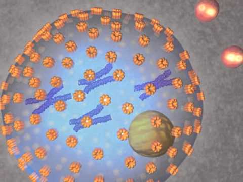 Видео: Почему клетки проходят митоз?