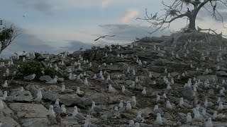 [2160p] Seagulls and Cormorants, Ottawa river near Lemiex Island
