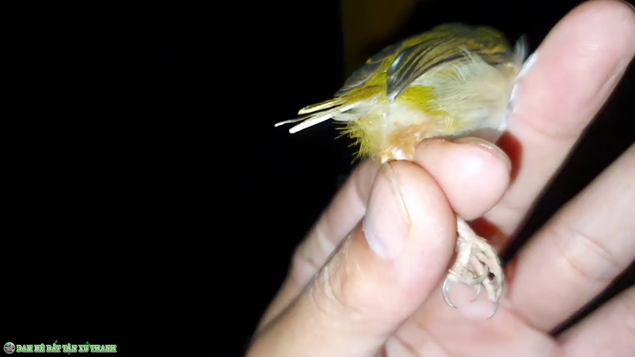 Đi xem  vợt chim khuyên buổi tối làm được đôi khuyên quá đẹp