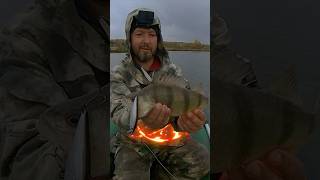 Sonbahar Için Büyük Bir Levrek Için En Iyi Wobbler Ğirme Ik Tutma Ik Tutma