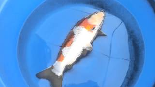 Tani Kohaku 9
