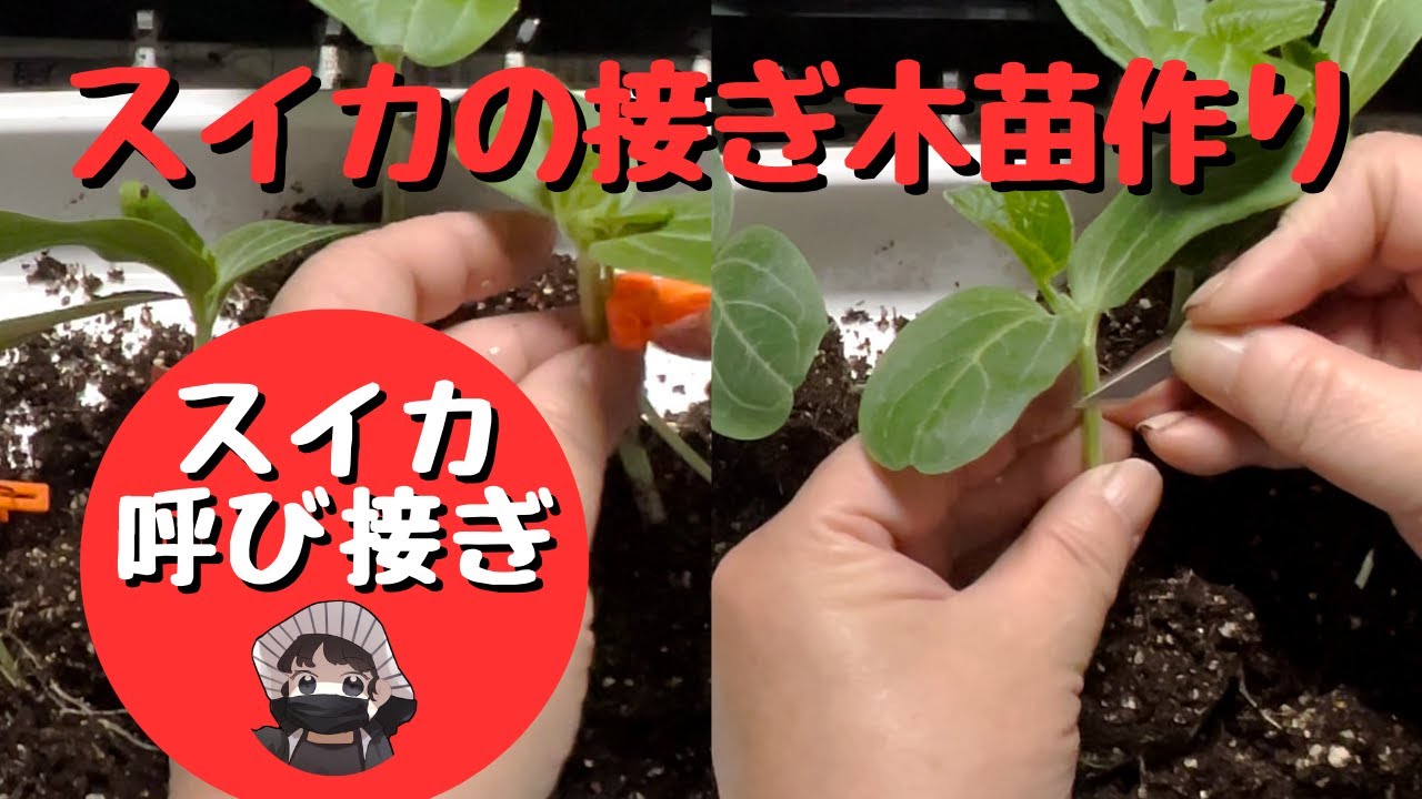 【接ぎ木苗作り】スイカの接ぎ木苗作りました。【夕顔】【羅皇】【金色羅皇】【スイカ】【家庭菜園】