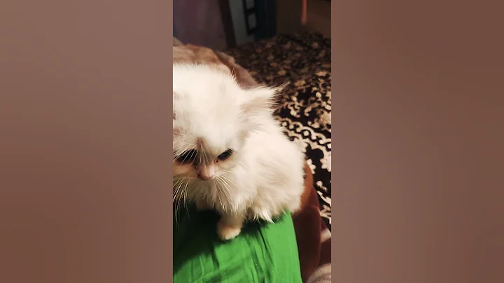 Video 11867841: persian cat kitten meowing, persian cat meow sound