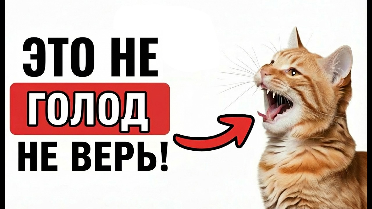 🐱Почему Кошка ВРЁТ Тебе Своим Мяуканьем — И Ты Каждый Раз Ведёшься