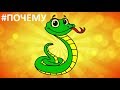 Почему у Змей Раздвоенный Язык❓❗❗Просто о Сложном для Всей Семьи. Интересные Факты для Школьников