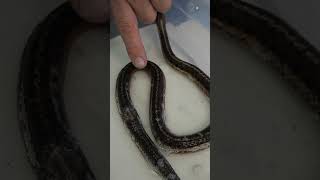 Snakes Spine Is Showing ( snake rescue )