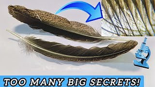 Free-Range Chickens Have Unusual Feathers! Hollow Bones, Wavy Hair, and Dust Stick to Them—WHY?