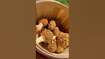 Morel Madness is HERE!!