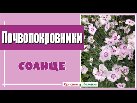 Лучшие почвопокровные растения для самых сухих и солнечных мест в саду