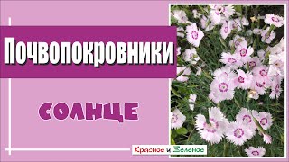 Лучшие почвопокровные растения для самых сухих и солнечных мест в саду