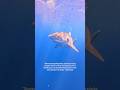 No Sharks in the Ocean? This is What It Means for Our Planet 😱🦈 #oceanconservation #avi