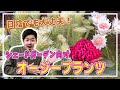 日陰で育てられるオージープランツ紹介!【オージープランツ】