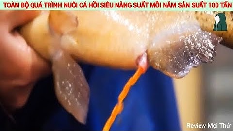 Toàn Bộ Quá Trình Nuôi Cá Hồi Siêu Năng Suất Mỗi Năm Có Thể Sản Suất Được 100 Tấn Cá Hồi