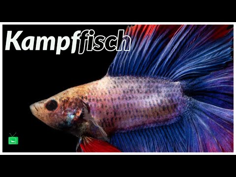 Video: Fischpflege: Siamesischer Kampffisch