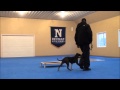 Lucky (Pitbull Terrier) Dog Training Boot Camp Lucky (Pitbull Terrier) Dog Training Boot Camp