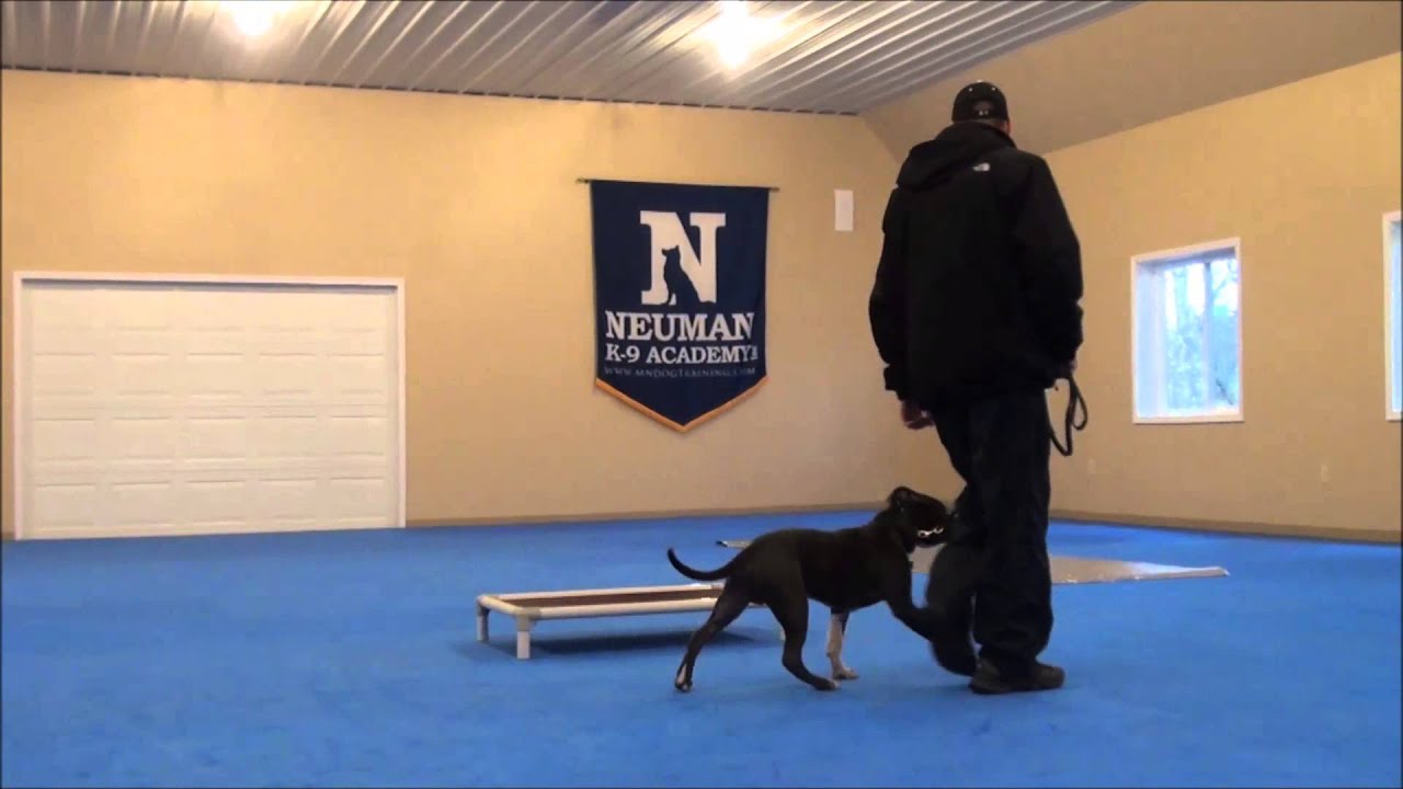 Lucky (Pitbull Terrier) Dog Training Boot Camp YouTube