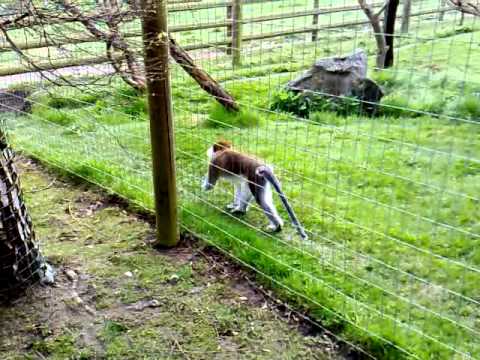 Monkey, Shepreth Wildlife Park cambridgeshire ramsey