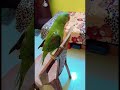 mitthu ka dance 🦜🦜🦜🦜🦜