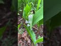 7 most poisonous plants in the world🌿🌲|#shorts#facts#plants#poisonousplants#itstrue