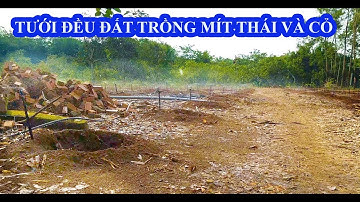 CHỌN BÉC TƯỚI PHUN MƯA CHO CÂY MÍT TƯỚI ĐỀU ĐẤT TẠI BÌNH PHƯỚC | 0985 833 804 | WWW.VNPLANT.COM
