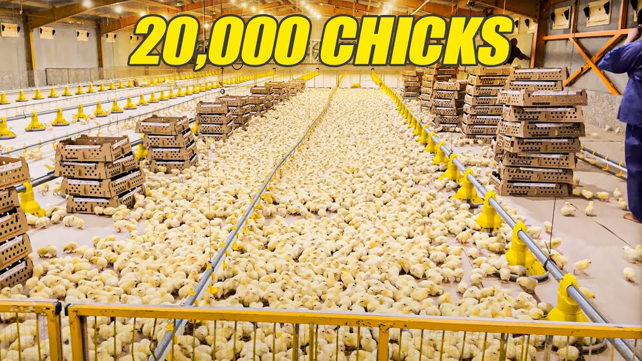 Как птенцы попадают в куриное птицеводство?