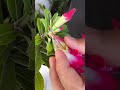 polinização da sua rosa do deserto