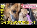 ライオンのママはシェパード！子犬も一緒に