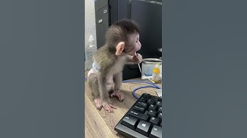 Baby monkey floss his teeth #animals #cutemonkey #cutemonkey #monkey #videoshort #babymonkey