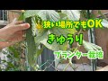 【プランター菜園】キュウリ