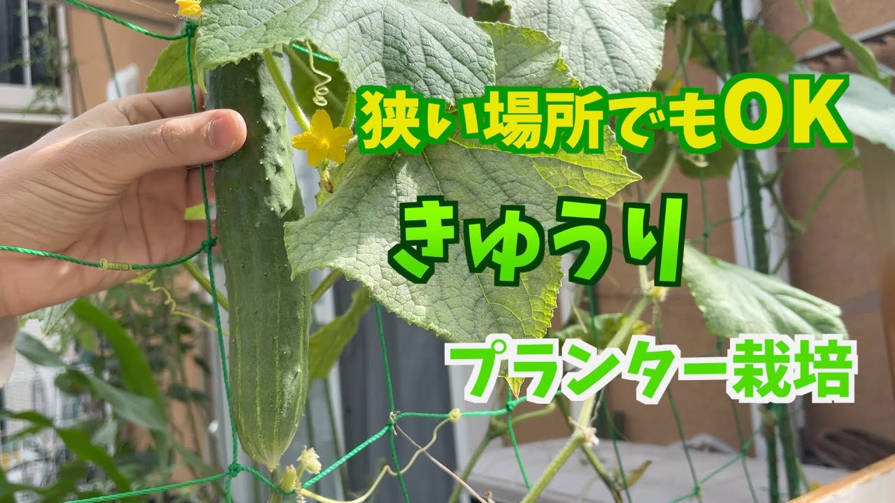 【プランター菜園】キュウリ