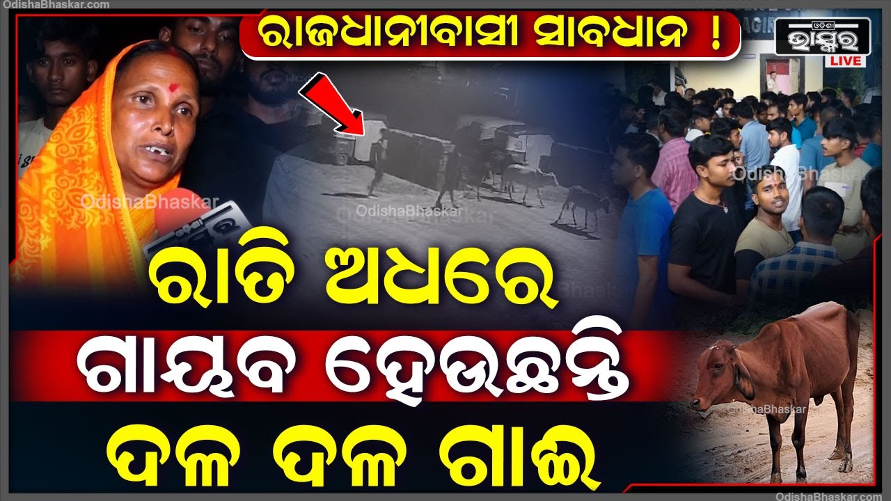 ରାତି ଅଧରେ ଆସୁଛନ୍ତି, ଦଳ ଦଳ ଗାଈଙ୍କୁ ଉଠାଇ ନେଉଛନ୍ତି... ସବୁ ଜାଣି ପୋଲିସ କହୁଛି ଅଜବ କଥା