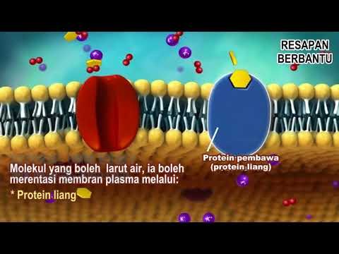 Video: Apakah peranan membran sel semasa pengangkutan pasif?