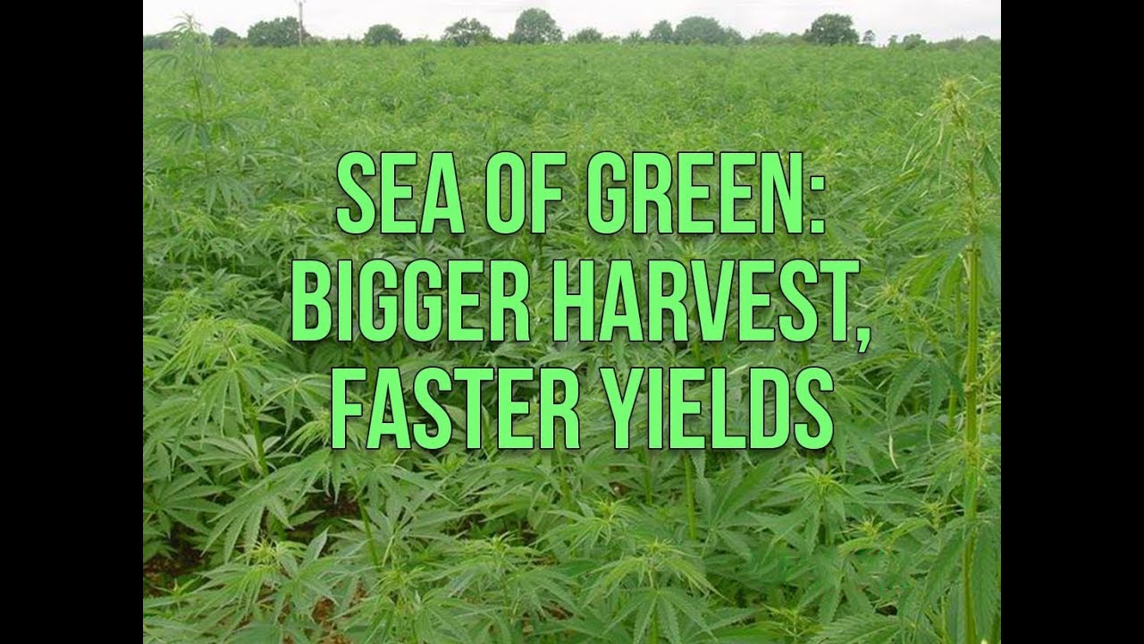 Sea Of Green Full HD YouTube