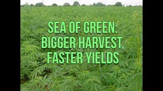 The “Sea of Green” (SoG) Technique Growers Guide