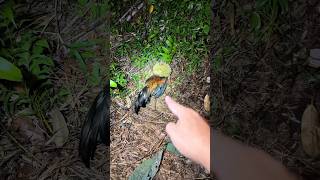 Ketiban rejeki durian runtuh !!! #durian #ayamhutan #viral #shorts