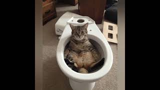 cat funny compliations🤣🤣#cat#billu#thandbahuthai#dreambigbutdonothing