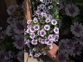 あふれるパープルが可愛いすぎる#spring #garden #gardening #flowers #ガーデン
