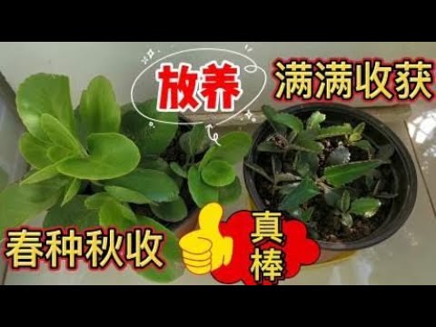 放养的长寿花和不死鸟多肉 变化真大 比精心照料盆栽的还好 Youtube