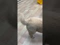 밭에사는 백구 새끼 입양보냈는데 사람조아서 꼬리콥터ㅋㅋㅋ 왤캐기엽니 너 ㅜㅜ #강아지 #puppy #강아지브이로그 #shorts #short