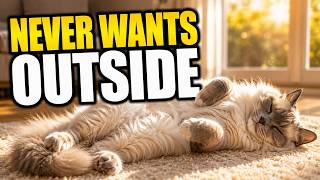 10 Best Indoor Cat Breeds That Love Staying Home | Perfect House Cats