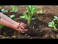 Transplanting of cabbage seedlings(okulima emboga)
